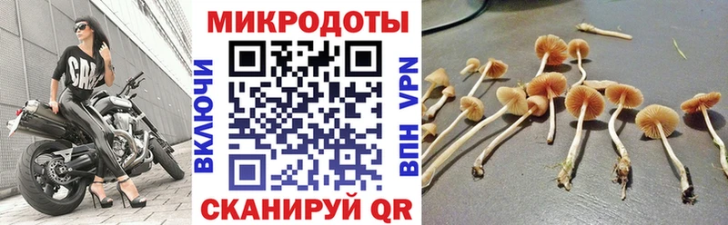 Псилоцибиновые грибы Psilocybe  Звенигово 